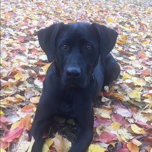 Meet your Posher, Allie